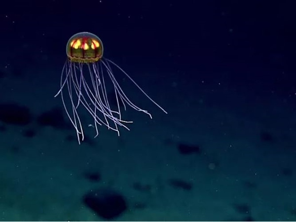 Mơ thấy con sứa là điềm gì, đánh con gì vào bờ an toàn?